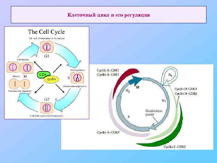 Регуляция клеток