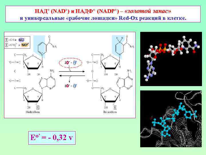 НАД+ (NAD+) и НАДФ+ (NADP+) – «золотой запас» и универсальные «рабочие лошадки» Red-Ox реакций
