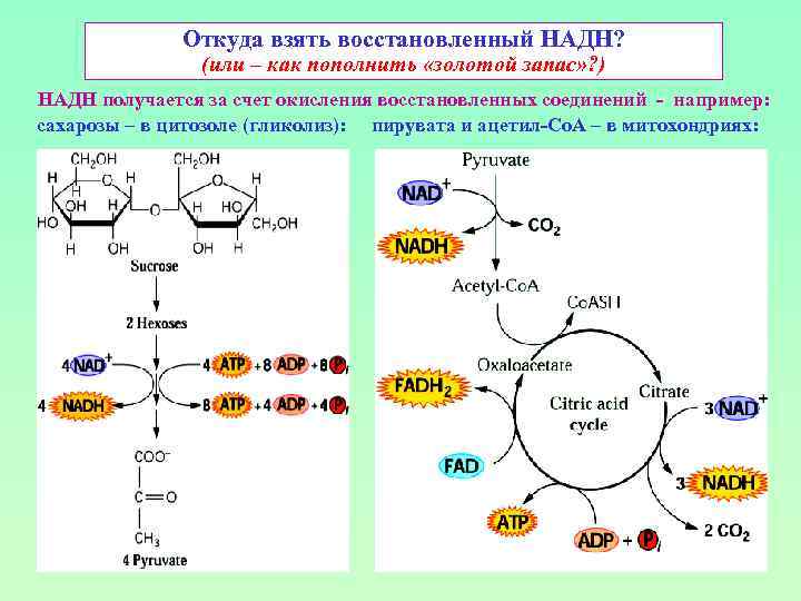 Откуда взять восстановленный НАДН? (или – как пополнить «золотой запас» ? ) НАДН получается