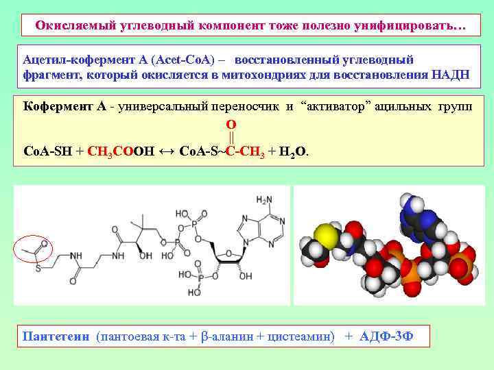 Окисляемый углеводный компонент тоже полезно унифицировать… Ацетил-кофермент А (Acet-Co. A) – восстановленный углеводный фрагмент,