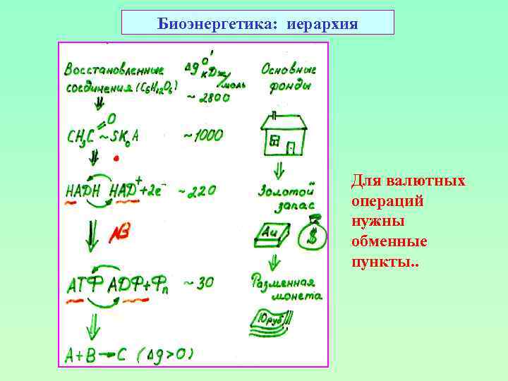 Биоэнергетика: иерархия Для валютных операций нужны обменные пункты. . 