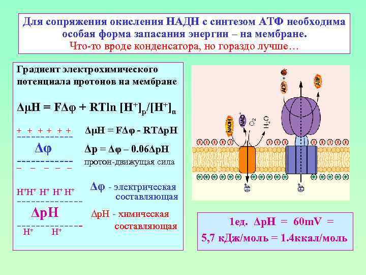 Для сопряжения окисления НАДН с синтезом АТФ необходима особая форма запасания энергии – на