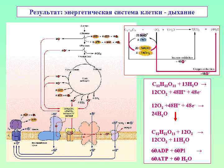 Результат: энергетическая система клетки - дыхание С 12 H 22 O 11 + 13
