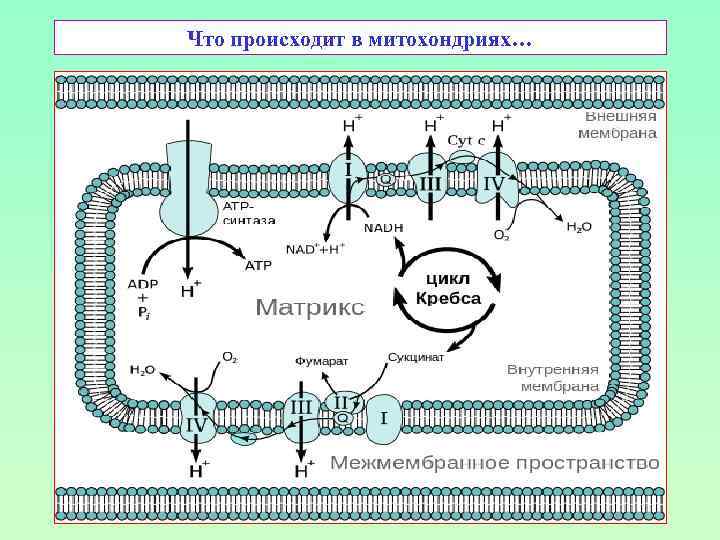 Что происходит в митохондриях… 
