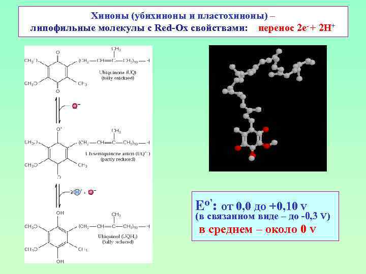 Хиноны (убихиноны и пластохиноны) – липофильные молекулы с Red-Ox свойствами: перенос 2 е- +