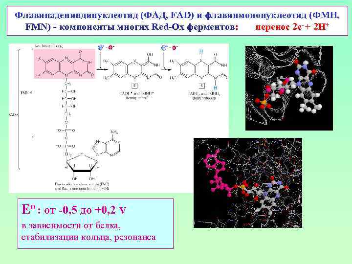Флавинадениндинуклеотид (ФАД, FAD) и флавинмононуклеотид (ФМН, FMN) - компоненты многих Red-Ox ферментов: перенос 2