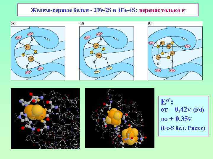 Железо-серные белки - 2 Fe-2 S и 4 Fe-4 S: перенос только е- Eо’:
