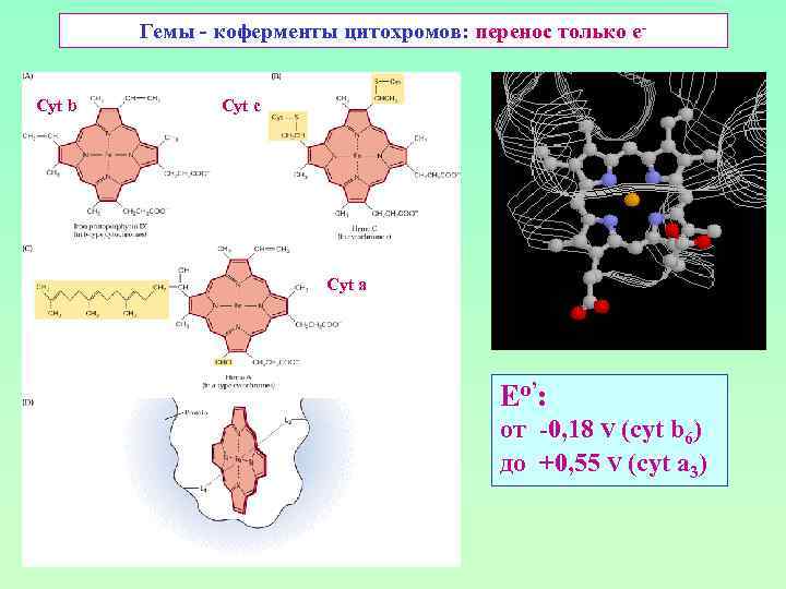 Гемы - коферменты цитохромов: перенос только е- Cyt b Cyt с Cyt а Eо’: