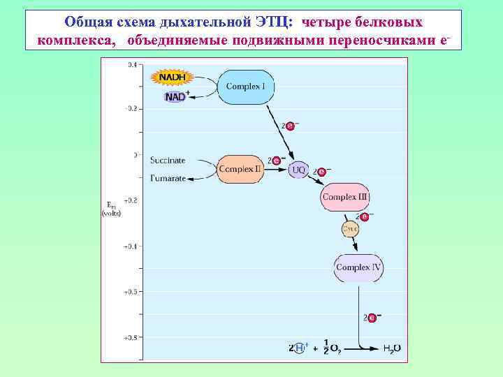 Общая схема дыхательной ЭТЦ: четыре белковых комплекса, объединяемые подвижными переносчиками е- 