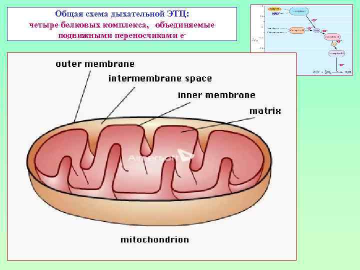 Общая схема дыхательной ЭТЦ: четыре белковых комплекса, объединяемые подвижными переносчиками е- 