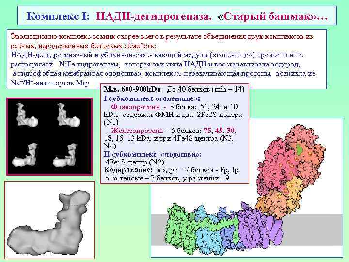 Комплекс I: НАДН-дегидрогеназа. «Старый башмак» … Эволюционно комплекс возник скорее всего в результате объединения