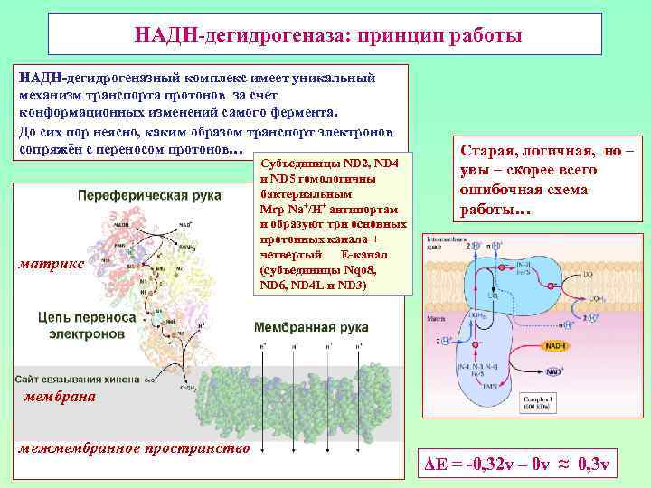  НАДН-дегидрогеназа: принцип работы НАДН-дегидрогеназный комплекс имеет уникальный механизм транспорта протонов за счет конформационных
