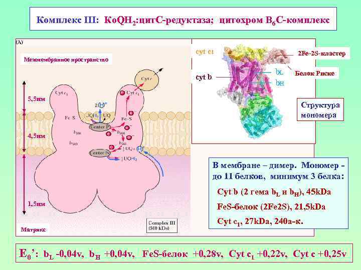 Комплекс III: Ко. QН 2: цит. С-редуктаза; цитохром В 6 С-комплекс cyt c 1