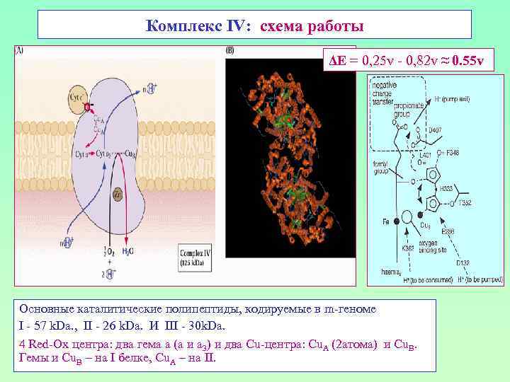 Комплекс IV: схема работы ΔЕ = 0, 25 v - 0, 82 v ≈