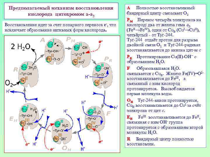 Предполагаемый механизм восстановления кислорода цитохромом а-а 3 Восстановление идет за счет попарного переноса e-,