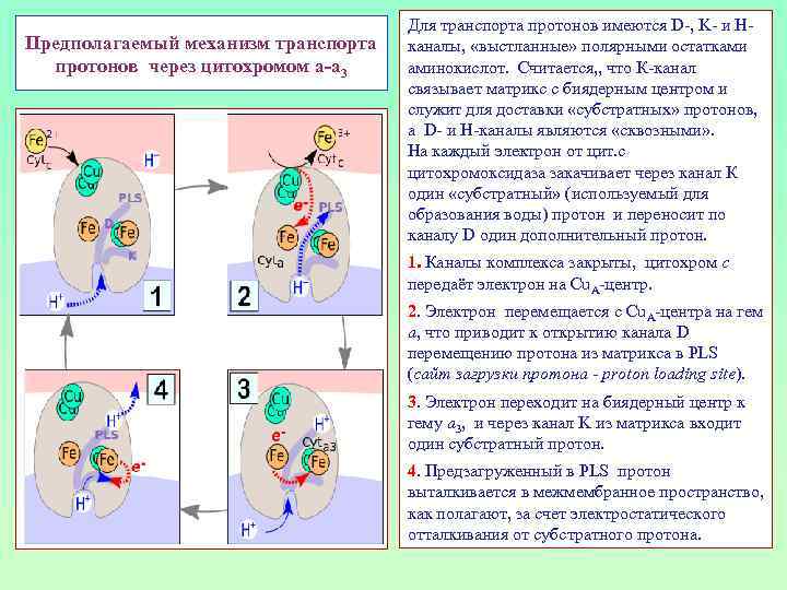 Предполагаемый механизм транспорта протонов через цитохромом а-а 3 Для транспорта протонов имеются D-, K-