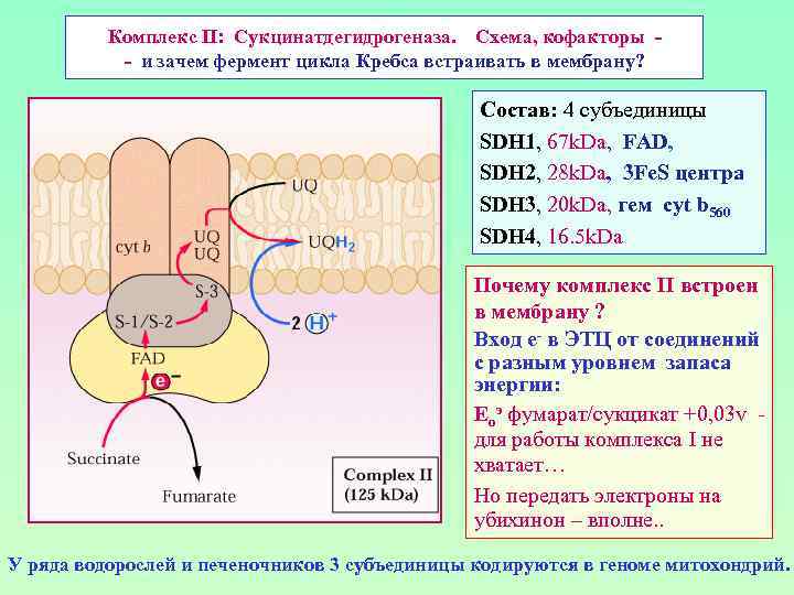 Комплекс II: Сукцинатдегидрогеназа. Схема, кофакторы - - и зачем фермент цикла Кребса встраивать в