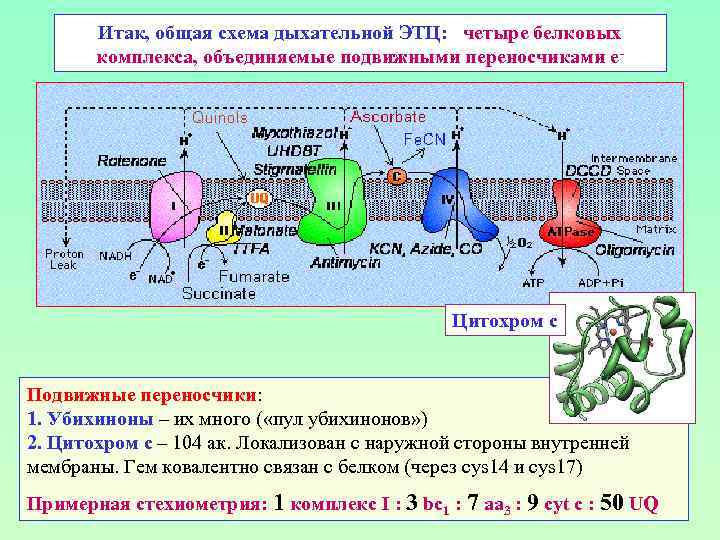 Итак, общая схема дыхательной ЭТЦ: четыре белковых комплекса, объединяемые подвижными переносчиками е- Цитохром с