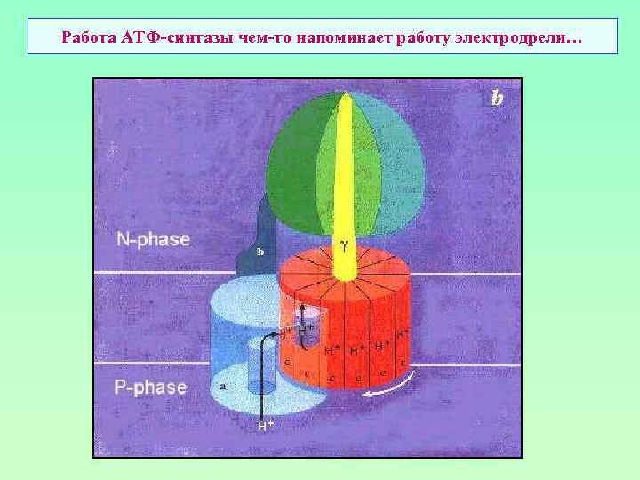 Работа АТФ-синтазы чем-то напоминает работу электродрели… 