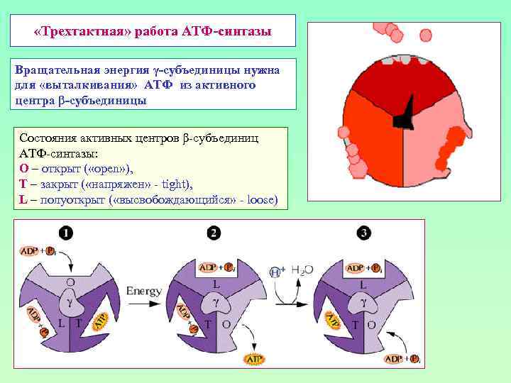  «Трехтактная» работа АТФ-синтазы Вращательная энергия γ-субъединицы нужна для «выталкивания» АТФ из активного центра
