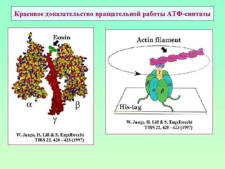 Красивое доказательство вращательной работы АТФ-синтазы 