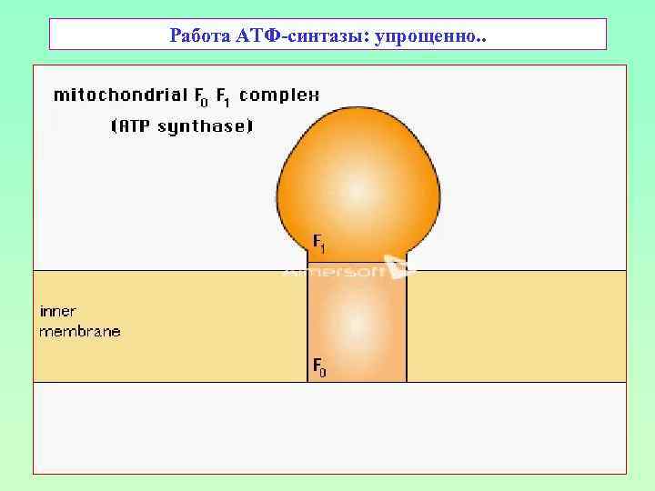 Работа АТФ-синтазы: упрощенно. . 