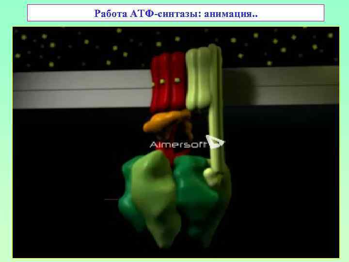 Работа АТФ-синтазы: анимация. . 