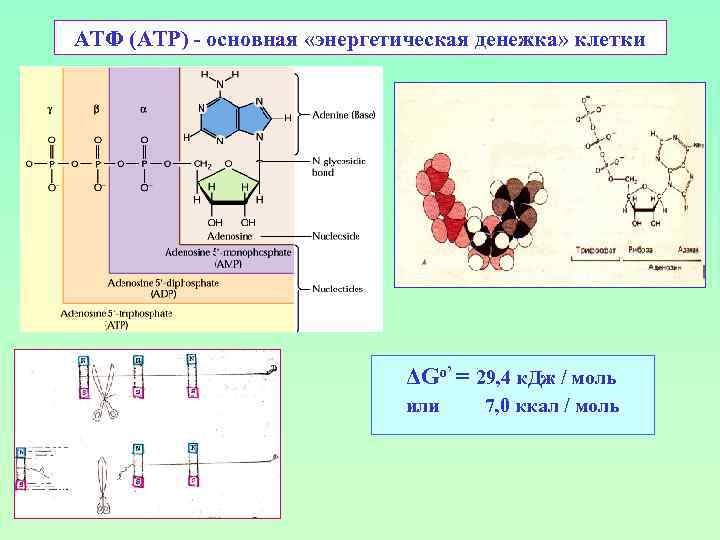 АТФ (ATP) - основная «энергетическая денежка» клетки ΔGo’ = 29, 4 к. Дж /