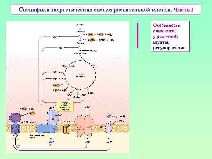 Специфика энергетических систем растительной клетки. Часть I Особенности гликолиза у растений: шунты, регулирование 