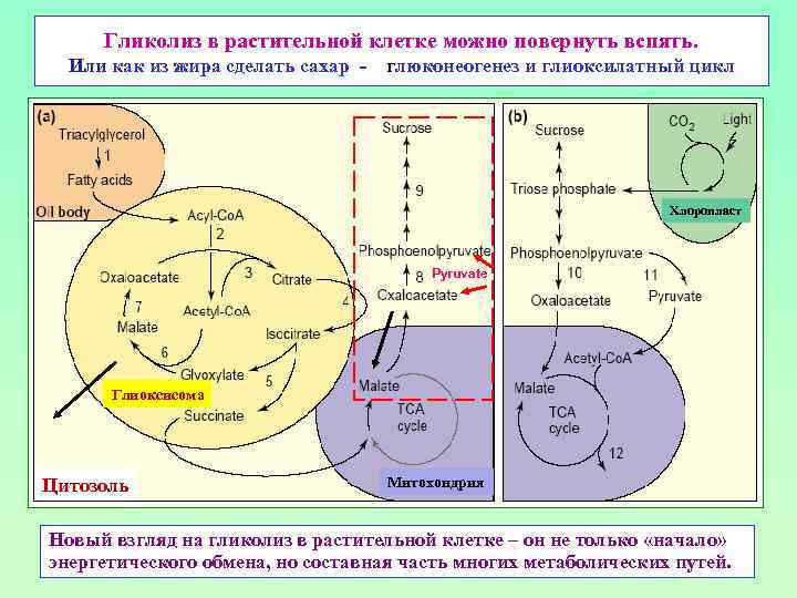 Гликолиз в растительной клетке можно повернуть вспять. Или как из жира сделать сахар -