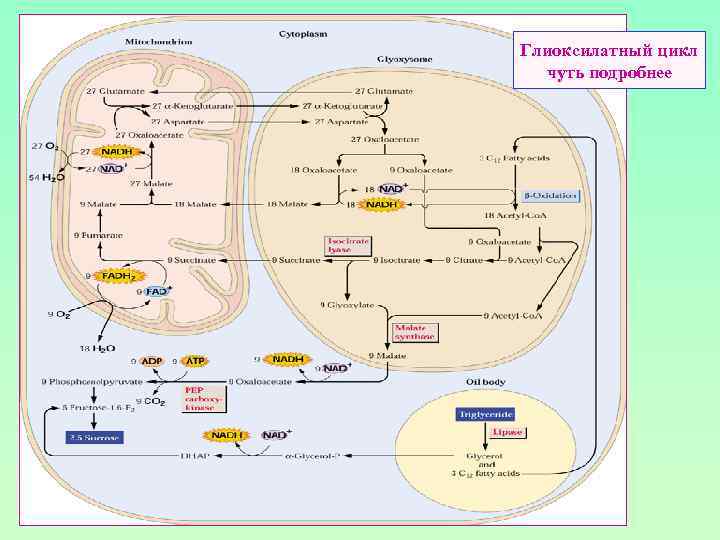 Глиоксилатный цикл чуть подробнее 