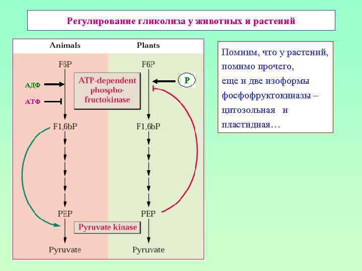 Регулирование гликолиза у животных и растений АДФ АТФ Р Помним, что у растений, помимо