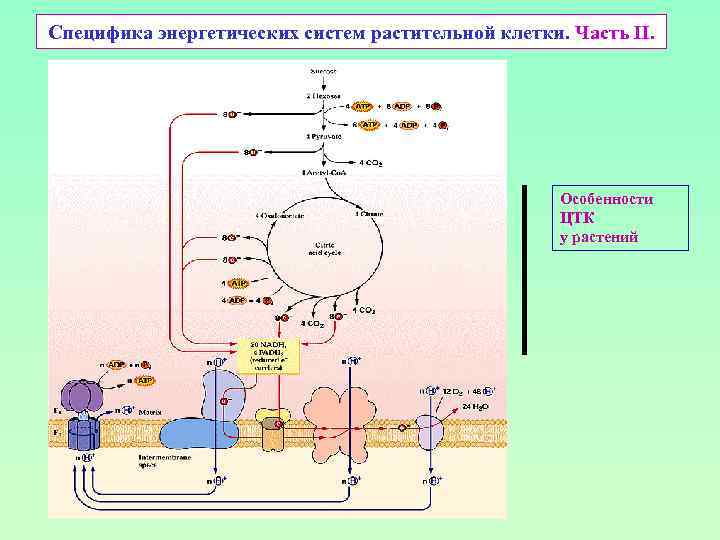 Специфика энергетических систем растительной клетки. Часть II. Особенности ЦТК у растений 
