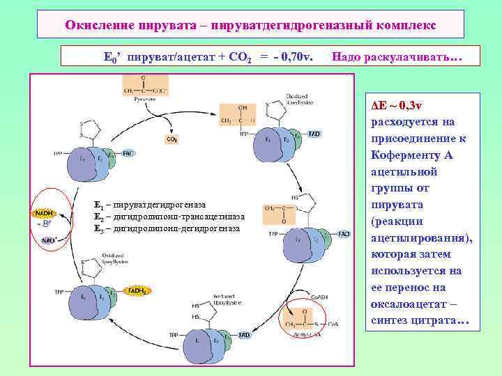 Структурно функциональная организация пируватдегидрогеназного комплекса схема