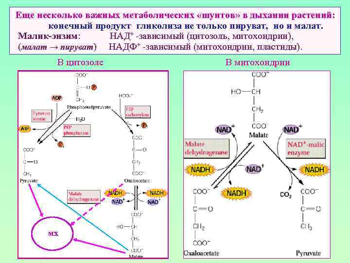 Схема гликолиза биохимия