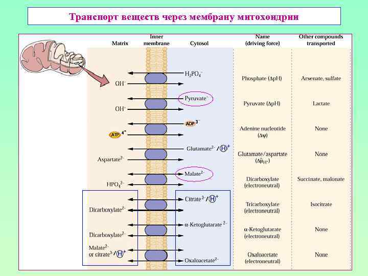 Транспорт веществ через мембрану митохондрии 