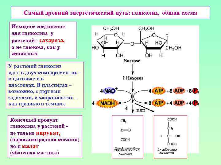 Самый древний энергетический путь: гликолиз, общая схема Исходное соединение для гликолиза у растений -