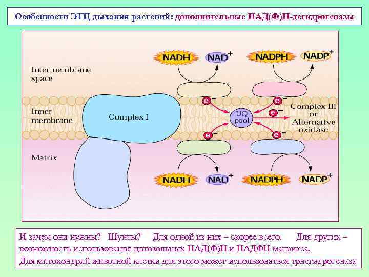 Особенности ЭТЦ дыхания растений: дополнительные НАД(Ф)Н-дегидрогеназы И зачем они нужны? Шунты? Для одной из