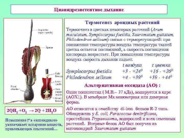 Цианидрезистентное дыхание Термогенез ароидных растений Термогенез в цветках некоторых растений (Arum maculatum, Symplocarpus foetidis,