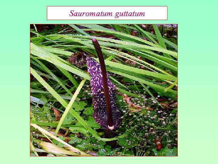 Sauromatum guttatum 