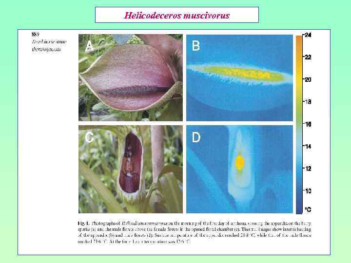 Helicodeceros muscivorus 