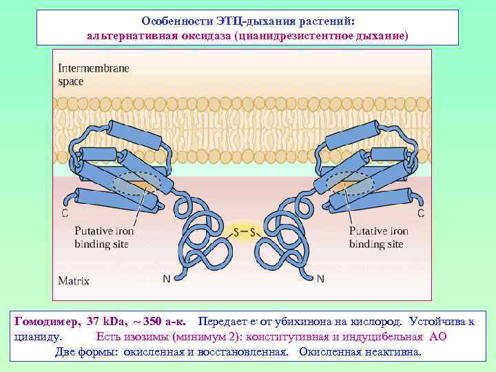 Особенности ЭТЦ-дыхания растений: альтернативная оксидаза (цианидрезистентное дыхание) Гомодимер, 37 k. Da, ~ 350 а-к.