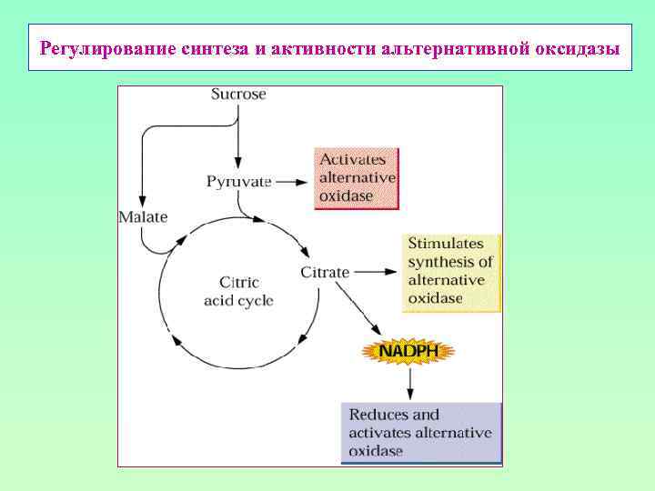 Регулирование синтеза и активности альтернативной оксидазы 