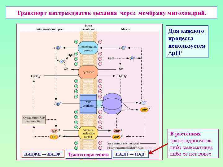 Транспорт интермедиатов дыхания через мембрану митохондрий. Для каждого процесса используется ∆µН+ НАДФН → НАДФ+