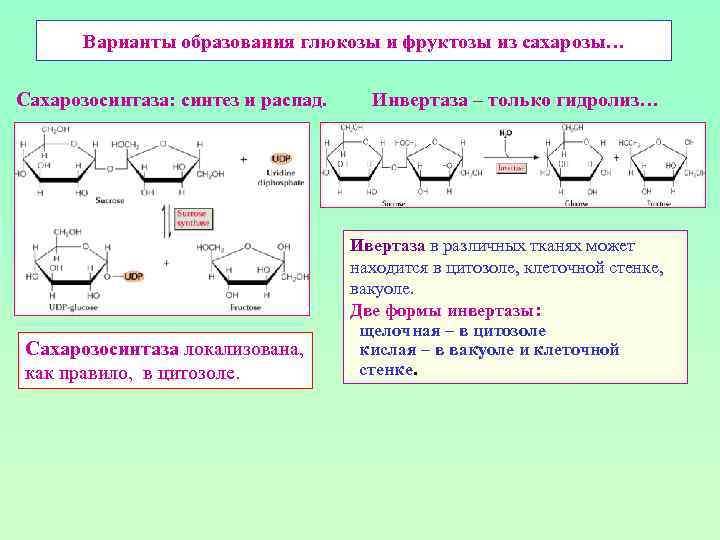 Варианты образования глюкозы и фруктозы из сахарозы… Сахарозосинтаза: синтез и распад. Сахарозосинтаза локализована, как