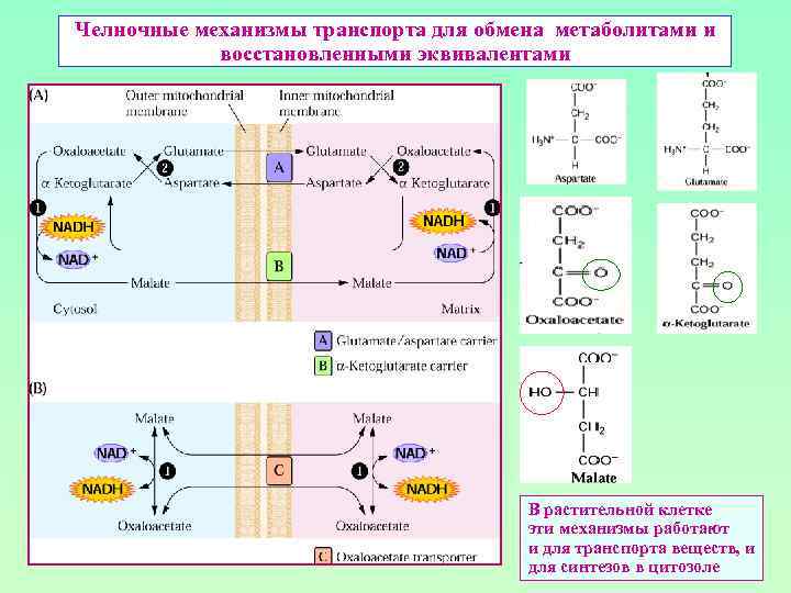 Схема глицерофосфатного челночного механизма