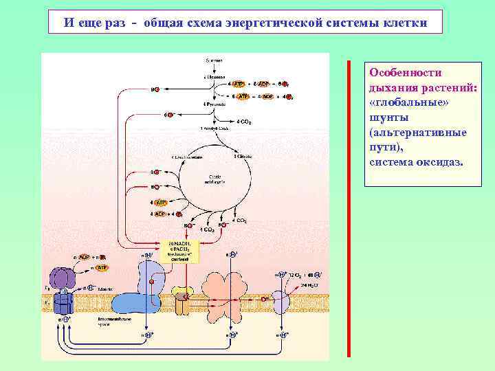 И еще раз - общая схема энергетической системы клетки Особенности дыхания растений: «глобальные» шунты