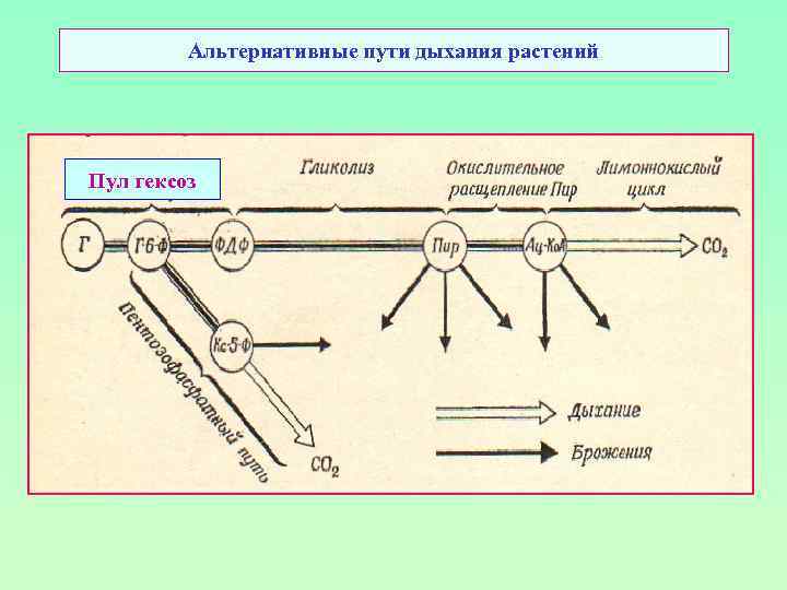 Альтернативные пути дыхания растений Пул гексоз 