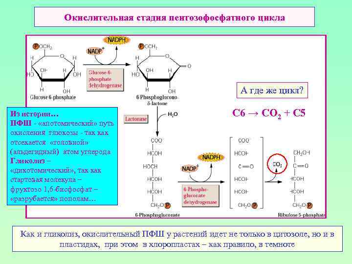 Окислительная стадия пентозофосфатного цикла А где же цикл? Из истории… ПФШ - «апотомический» путь
