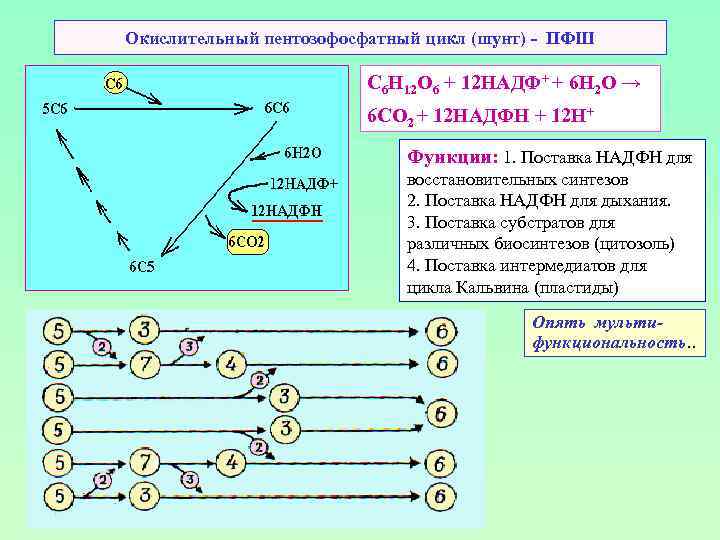 Окислительный пентозофосфатный цикл (шунт) - ПФШ С 6 Н 12 О 6 + 12
